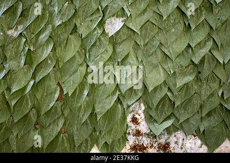 Fond de feuilles de vigne de bétel vert avec noix d'arec. Préparer le kwu-ya traditionnel, paan, tabac à mâcher au Myanmar Banque D'Images