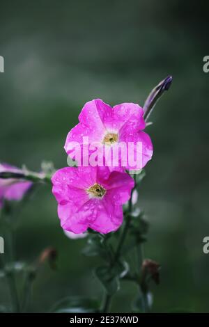 Seashore fausse bindweed fleur de floraison, Calystegia soldanella plante poussant à l'extérieur Banque D'Images