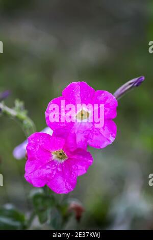 Seashore fausse bindweed fleur de floraison, Calystegia soldanella plante poussant à l'extérieur Banque D'Images