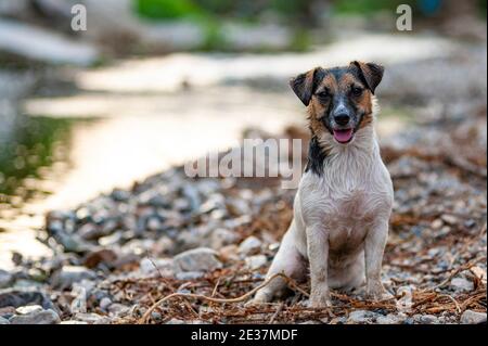 Jack Russell Terrier est assis dans un environnement naturel. Le chien est assis sur une rive de rivière, chien humide Banque D'Images