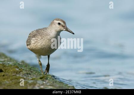 Jeune Knot, Calidris canutus, au bord des eaux du réservoir de Farmoor, Oxfordshire, 30 août 2018. Banque D'Images