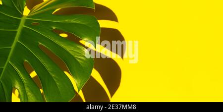 Feuilles tropicales Monstera sur fond jaune. Un arrière-plan tropical d'été minimal Banque D'Images