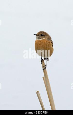 Femelle Stonechat, Saxicola rubicola, se nourrissant à côté de l'eau gelée au bord de la réserve Otmoor de RSPB, Oxfordshire, 24 janvier 2019. Banque D'Images