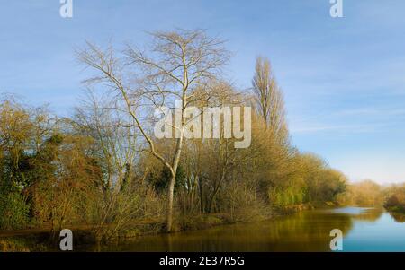 Profitez d'une vue sur le canal bordé d'arbres sans feuilles sous un ciel bleu vif, le matin d'hiver, à Beverley, dans le Yorkshire, au Royaume-Uni. Banque D'Images