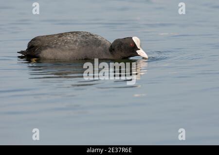 Coot adulte, Fulica atra, exposition territoriale, réservoir de Farmoor, Oxfordshire, 1er avril 2019. Banque D'Images