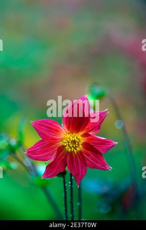 Dahlia,dahlias,plantules,fleur rouge orange,fleurs,floraison,RM florales Banque D'Images