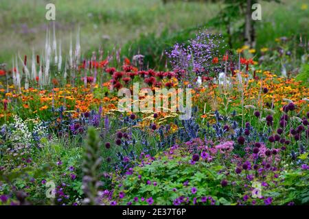 Eryngium X Zabelii Grand Bleu,Allium sphaerocephalon,Geranium Anne Thomson,monarda jacob clin,Helenium Sahin's Early Flowerer, veronicastrum, bleu orange Banque D'Images