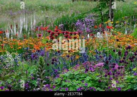 Eryngium X Zabelii Grand Bleu,Allium sphaerocephalon,Geranium Anne Thomson,monarda jacob clin,Helenium Sahin's Early Flowerer, veronicastrum, bleu orange Banque D'Images