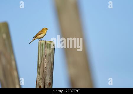 Paruline à feuilles (Phylloscopus sp.) sur un poste en bois de vignoble à la propriété publique de CAN Marroig (Parc naturel de ses Salines, Formentera, Iles Baléares, Espagne) Banque D'Images