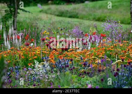 monarda jacob cline,Eryngium X Zabelii Big Blue,Allium sphaerocephalon,Geranium Anne Thomson,Helenium Sahin's Early Flowerer, veronicastrum, bleu orange Banque D'Images