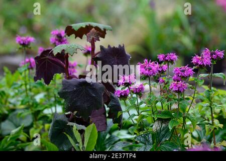 Monarda sur Parade, fleurs de magenta,senecio cristobalensis,Roldana petasitis,Red leaved Velvet Senecio,feuille pourpre,feuilles,feuillage,tendre vivace,écoulement Banque D'Images