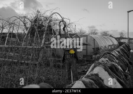 Scarecrow avec un tournesol sur une allotissement Banque D'Images