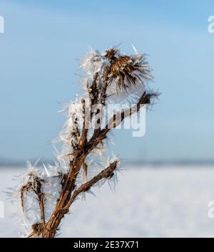 Cristaux de glace longs croissant sur un chardon mort avec un arrière-plan froid d'hiver Banque D'Images