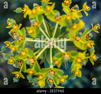 Las Vegas, NV, Etats-Unis - 19 mars 2016 : gros plan de Cyprus Spurge, (Euphorbia cyparissias), détaillant la symétrie des plantes et les attitreurs de la polisation. Banque D'Images