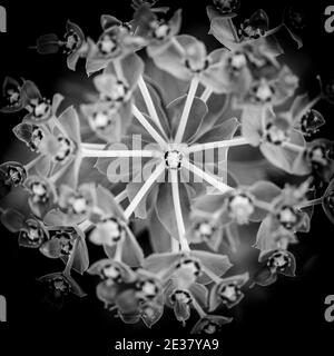 Las Vegas, NV, Etats-Unis - 19 mars 2016: Gros plan de Chypre Spurge, (Euphorbia cyparissias), détaillant le centre de la symétrie des plantes et polinat Banque D'Images