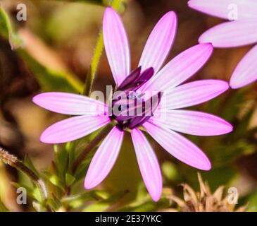 Arcadia, Californie, États-Unis ; 24 avril 2019. Fleurs printanières colorées et paysages présentés à l'arboretum du comté de Los Angeles. Banque D'Images