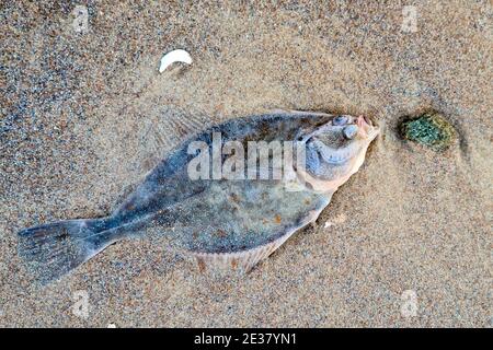 Flocon mort sur la plage de sable de la mer Baltique Banque D'Images