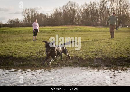 Oxford, Oxfordshire, Royaume-Uni. 17 janvier 2021. Les gens marchent à travers Port Meadow. Un laboratoire noir, Cooper chase une balle dans l'eau de Port Meadow, tandis que les enfants jouent dans la même sortie froide. Credit: Sidney Bruere/Alay Live News Banque D'Images