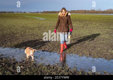 Oxford, Oxfordshire, Royaume-Uni. 17 janvier 2021. Les gens marchent à travers Port Meadow. Une femme marche son chien de mélange de spaniels, Roxie, à travers un pré boueux par une journée ensoleillée. Port Meadow est un terrain ouvert de 900 hectares à Oxford. Credit: Sidney Bruere/Alay Live News Banque D'Images