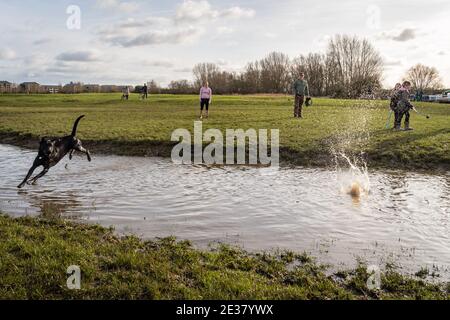 Oxford, Oxfordshire, Royaume-Uni. 17 janvier 2021. Les gens marchent à travers Port Meadow. . Un laboratoire noir, Cooper chase une balle dans l'eau de Port Meadow, tandis que les enfants jouent dans la même sortie froide. Credit: Sidney Bruere/Alay Live News Banque D'Images