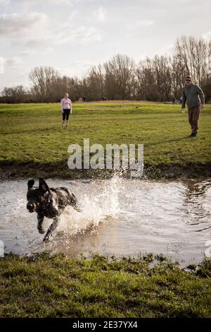 Oxford, Oxfordshire, Royaume-Uni. 17 janvier 2021. Les gens marchent à travers Port Meadow. Un laboratoire noir, Cooper chase une balle dans l'eau de Port Meadow, tandis que les enfants jouent dans la même sortie froide. Credit: Sidney Bruere/Alay Live News Banque D'Images