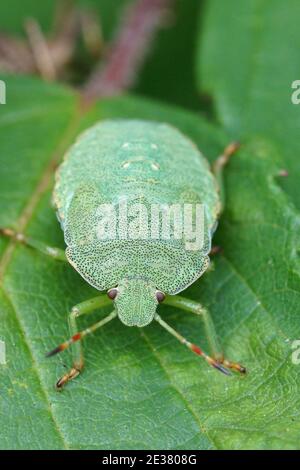 Gros plan d'une nymphe de l'insecte de bouclier vert, Palomena prasina Banque D'Images