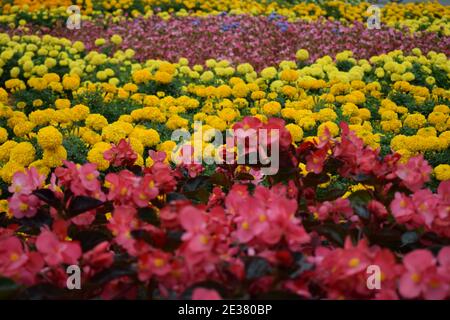 Fleurs, Marigold, literie Begonia. Lit fleuri avec marigolds jaunes en gros plan et Begonia. Décoration de parterres fleuris dans un parc de la ville. Fleur jaune Marigolds Banque D'Images