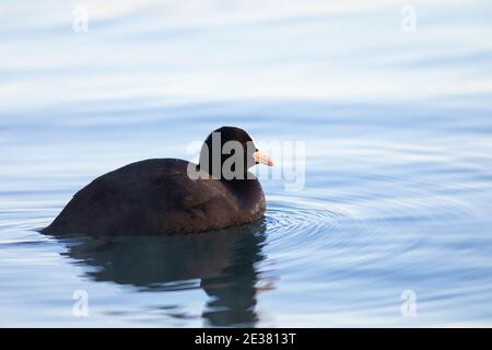 La cuisine eurasienne (Fulica atra) nageant au lever du soleil. Lac de Banyoles (Estany de Banyoles), Pla de l'Estany, Gérone, Catalogne, Espagne, Europe. Banque D'Images