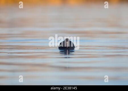 La cuisine eurasienne (Fulica atra) nageant au lever du soleil. Lac de Banyoles (Estany de Banyoles), Pla de l'Estany, Gérone, Catalogne, Espagne, Europe. Banque D'Images