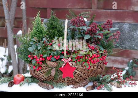 panier avec gaulthéria, conifères et schimmia japonica comme décoration rustique de jardin d'hiver Banque D'Images