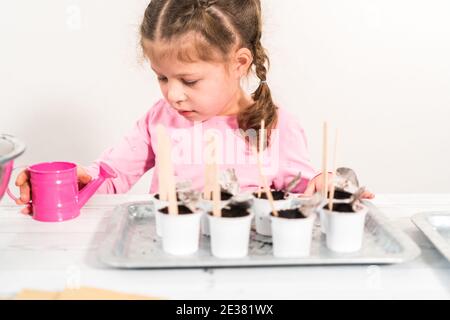 Petite fille plantant des graines dans des dosettes de café pour démarrer un jardin de légumes intérieur. Banque D'Images