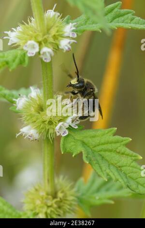 Une abeille jaune mâle loosestrife, Macropolis europaea collectant le nectar Banque D'Images