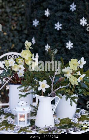 décoration de noël blanche avec helleborus niger, branches de sapin et lanterne vintage Banque D'Images