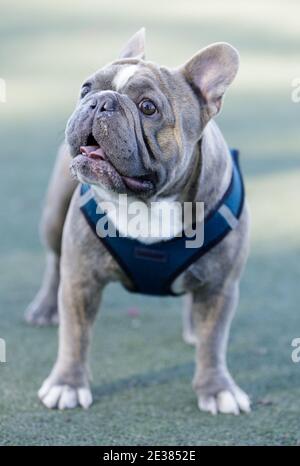 Brinnez le Bulldog français Homme debout et faisant un visage Banque D'Images