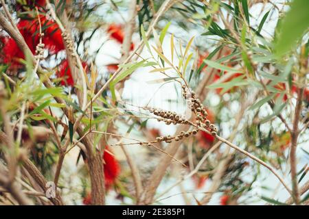 Callistemon citrinus fleurs rouges en branches et feuilles vertes. Banque D'Images