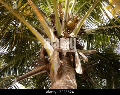 Un petit plan d'un arbre de noix de coco sous la lumière du soleil Banque D'Images