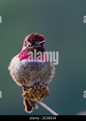 Colibri d'Anna, Calypte anna, un oiseau montrant ses magnifiques plumes de gorget à la Jolla, Californie, États-Unis Banque D'Images