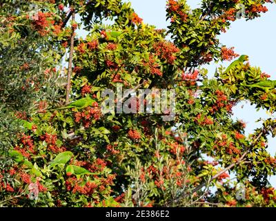 Parkeet à motif rouge, Psittacara erythrogenys, espèce d'oiseau non indigène de la Jolla, Californie, États-Unis Banque D'Images