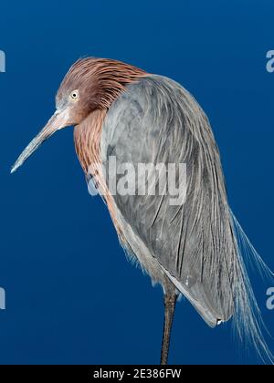 Egretta rufescens, Egretta, le long de la rivière San Diego, Ocean Beach, San Diego, Californie, États-Unis Banque D'Images