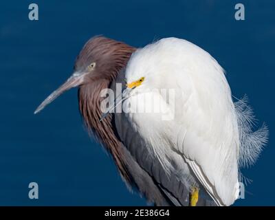 Egretta thula, l'aigrette enneigée, montrant un incroyable plumage sur la rivière San Diego, Californie, États-Unis Banque D'Images