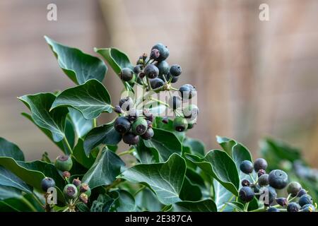 Baies de lierre commune (Hedera Helix), Royaume-Uni Banque D'Images