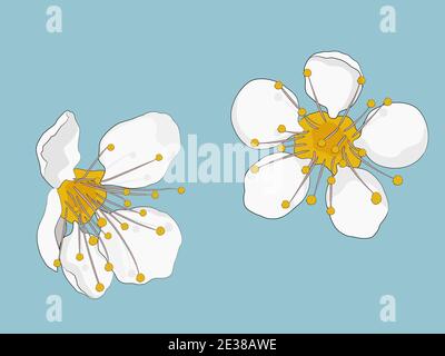 Fleurs de pommier isolées sur fond bleu. Illustration vectorielle. Illustration de Vecteur