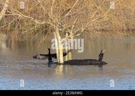 Deux cormorans (Phalacrocorax carbo), dont l'une desséchant des ailes étirées, sur une île au milieu d'un lac avec un saule, Royaume-Uni Banque D'Images