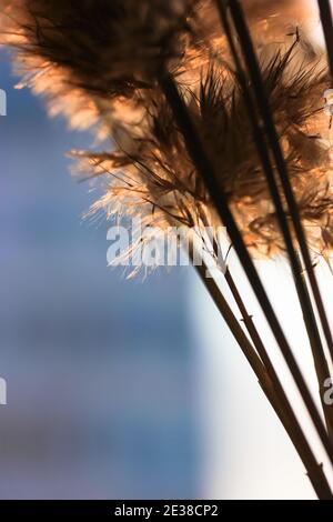 L'herbe de Pampas, Cortaderia selloana, à l'intérieur sur fond bleu Banque D'Images