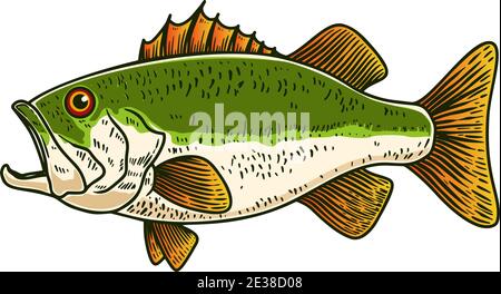 Illustration du poisson-basse en style gravure. Élément design pour affiche, carte, bannière, panneau, emblème. Illustration vectorielle Illustration de Vecteur