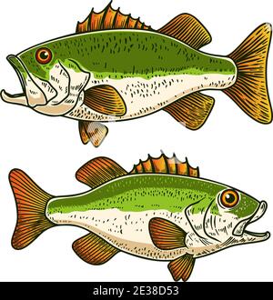 Illustrations de poissons-basse en style gravure. Élément design pour affiche, carte, bannière, panneau, emblème. Illustration vectorielle Illustration de Vecteur