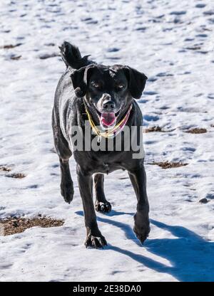 Grand chien noir mixte courant dans un ranch central du Colorado ; États-Unis Banque D'Images