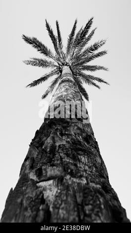 Prise de vue en niveaux de gris d'un palmier à la lumière du jour - super pour wal Banque D'Images
