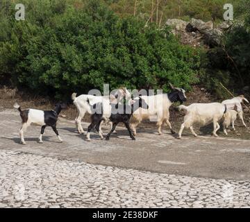 Gros plan troupeau de chèvres marchant au milieu de la route asphaltée dans les montagnes Supramonte. Sardaigne, Italie, été Banque D'Images