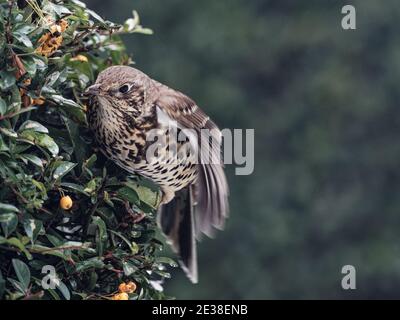 Un petit-déjeuner (Turdus visciphorus) mangeant des baies d'orange provenant d'un buisson de feu dans un jardin à Wakefield, West Yorkshire, le matin d'hiver froid. Banque D'Images